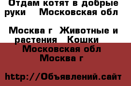 Отдам котят в добрые руки  - Московская обл., Москва г. Животные и растения » Кошки   . Московская обл.,Москва г.